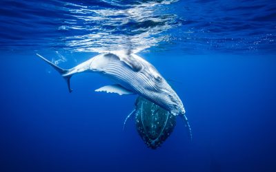 Le balene: i grandi esseri dei mari che ci salvano dalla C02